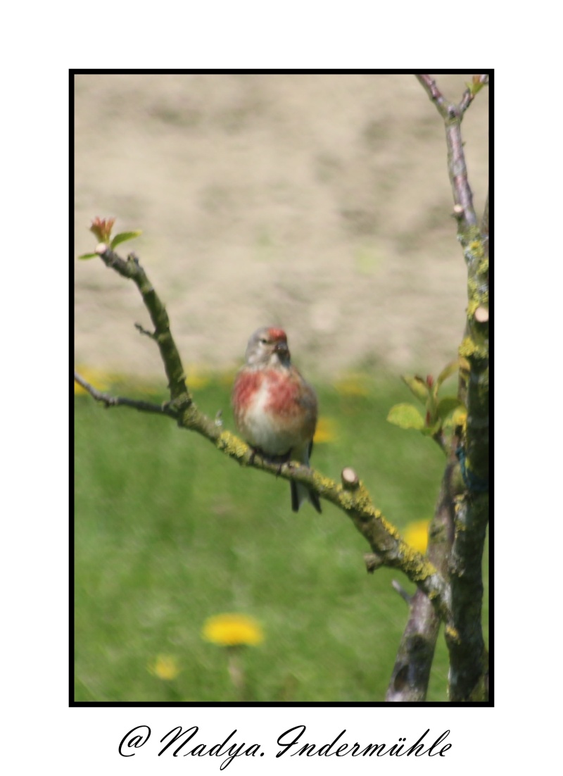 les oiseaux et petites bêtes au cours de nos balades Cadri215