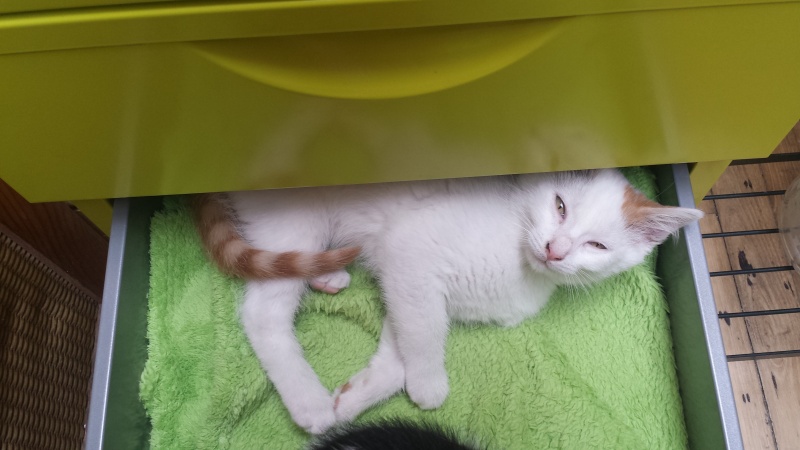 mozart - Mozart, chaton blanc et roux né le 23/03/2016 Mozart11