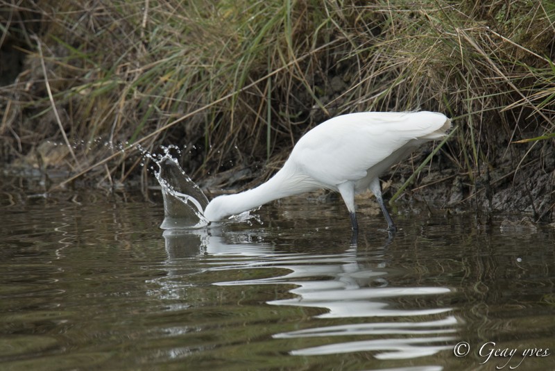 Aigrette garzette et Grande aigrette Aigret11