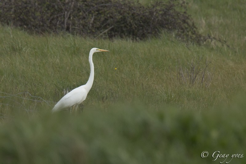 Aigrette garzette et Grande aigrette Grande11