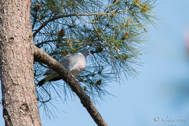 Photos du 27 avril 2016  Pigeon11