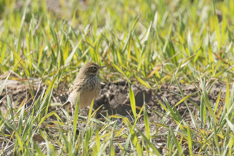 Encore une série  Pipit_10