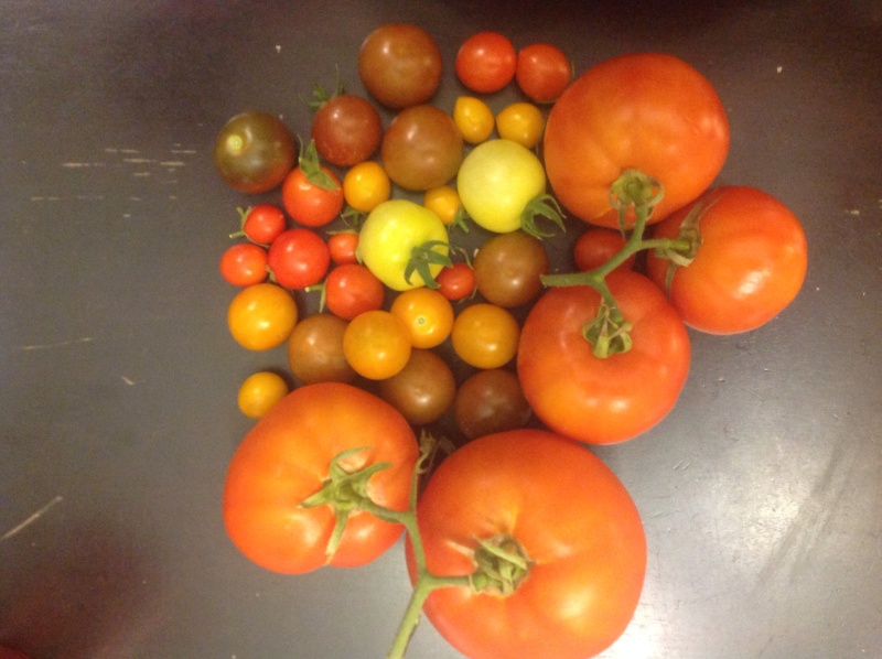 Tomato Tuesday 2016 - Page 4 Image19