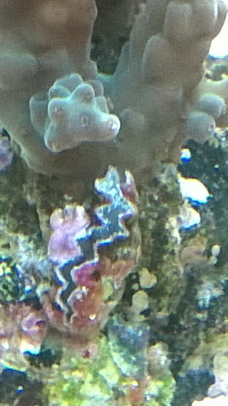identification du corail ? Wp_20125