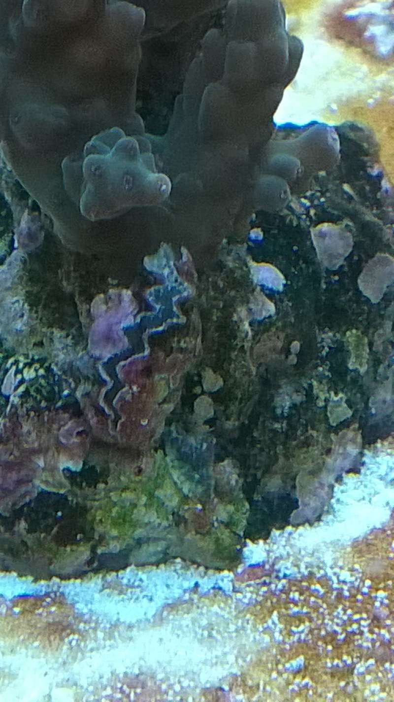 identification du corail ? Wp_20127