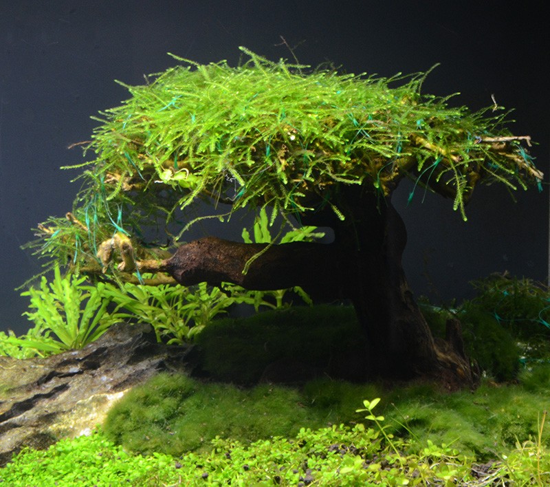 Quelle espèce pour aqua bonsai? Dsc_3511
