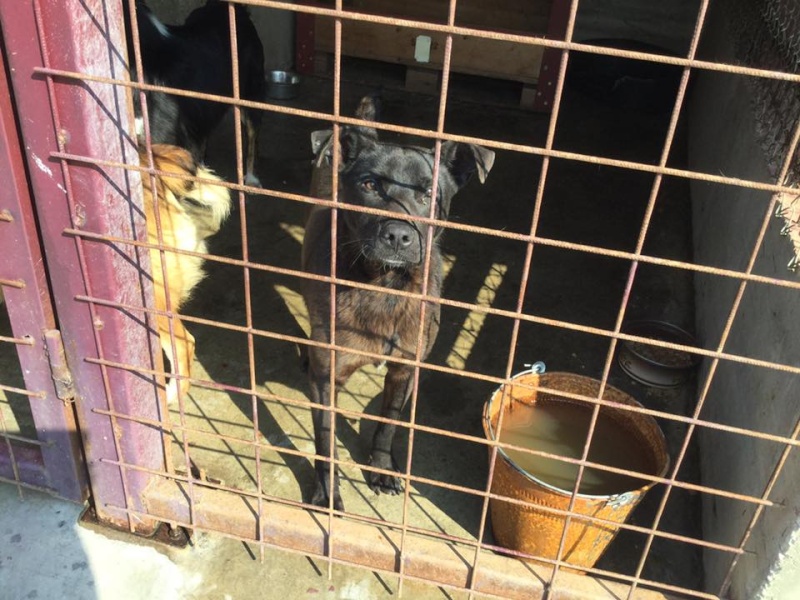 URGENCES CHIENS ET CHATS D ORASTIE - ROUMANIE 12670510