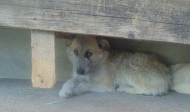 URGENCES CHIENS ET CHATS D ORASTIE - ROUMANIE 12973410