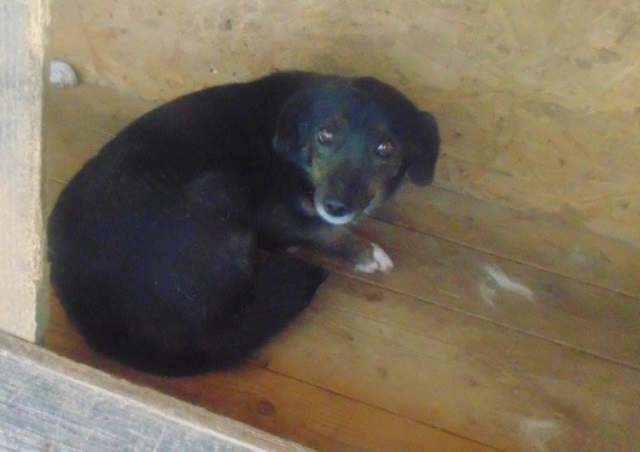 URGENCES CHIENS ET CHATS D ORASTIE - ROUMANIE 13041110