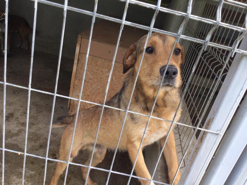 URGENCES CHIENS ET CHATS D ORASTIE - ROUMANIE 13055410