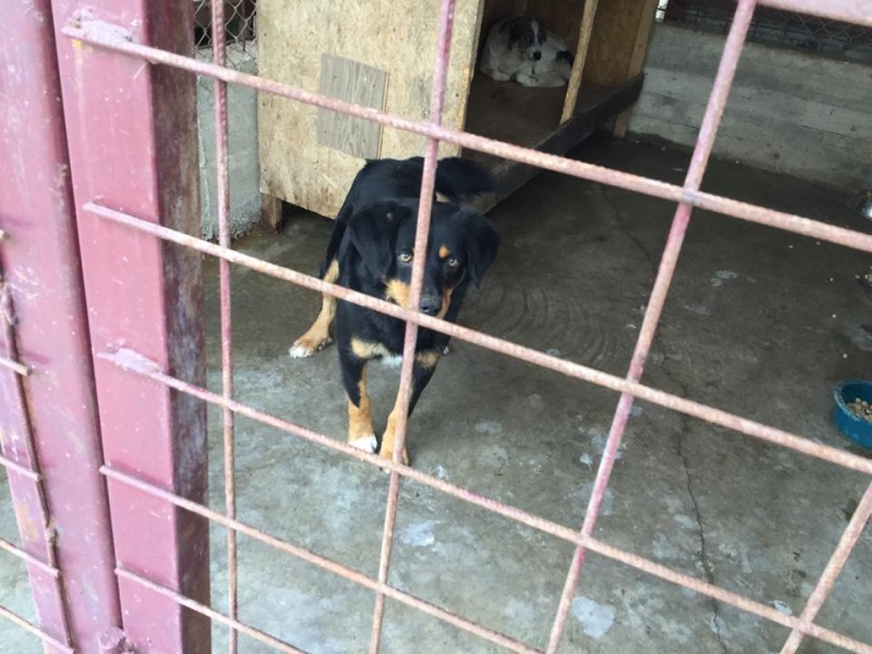 URGENCES CHIENS ET CHATS D ORASTIE - ROUMANIE 13082510