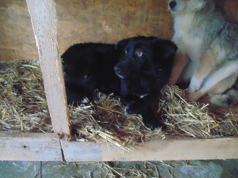 URGENCES CHIENS ET CHATS D ORASTIE - ROUMANIE Aloa110