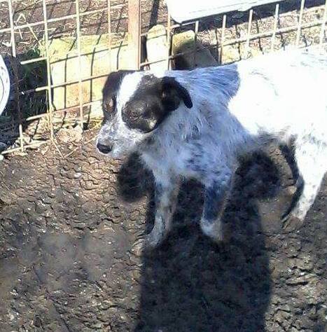 URGENCES CHIENS ET CHATS D ORASTIE - ROUMANIE Nuage810