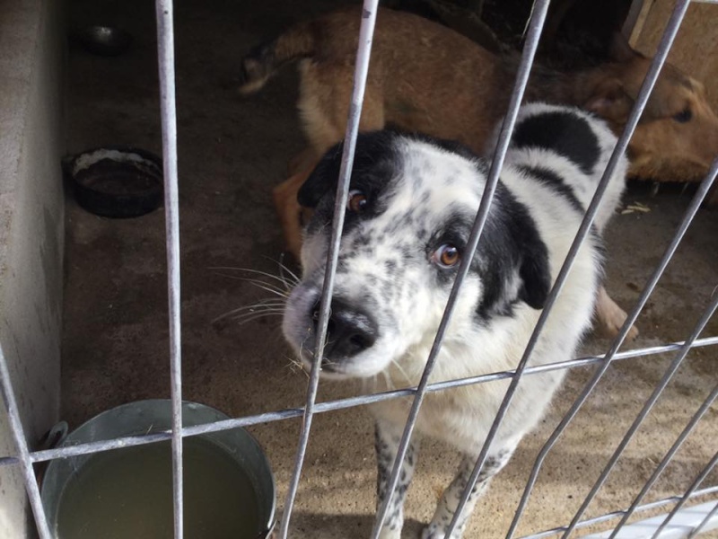 URGENCES CHIENS ET CHATS D ORASTIE - ROUMANIE Pincea10