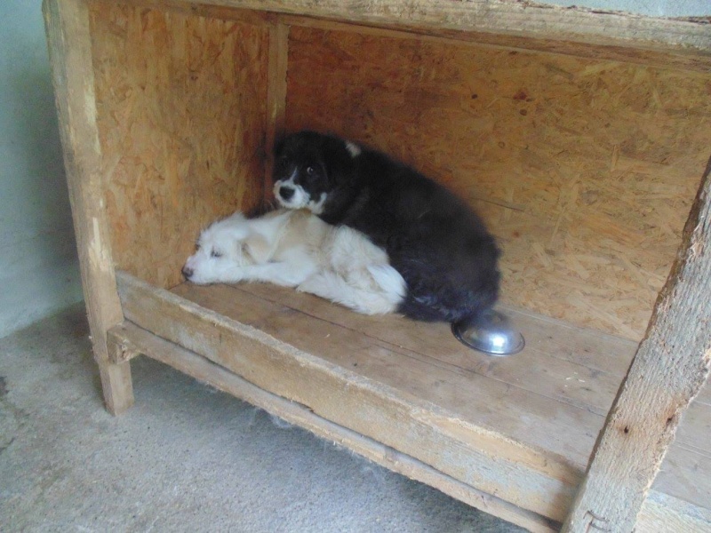 URGENCES CHIENS ET CHATS D ORASTIE - ROUMANIE Savana11