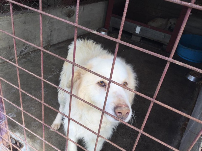 URGENCES CHIENS ET CHATS D ORASTIE - ROUMANIE Will10