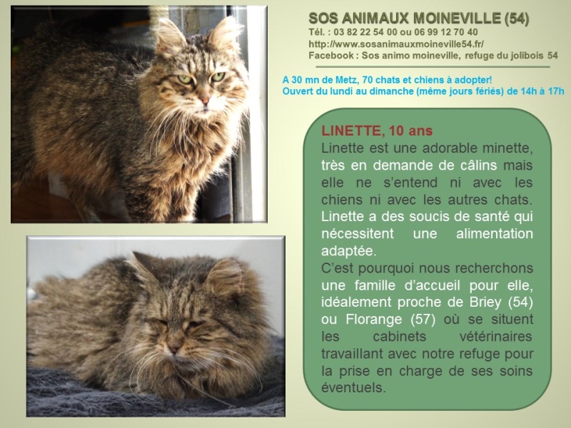 Linette (SOS Animaux) nous a quitté Linett12