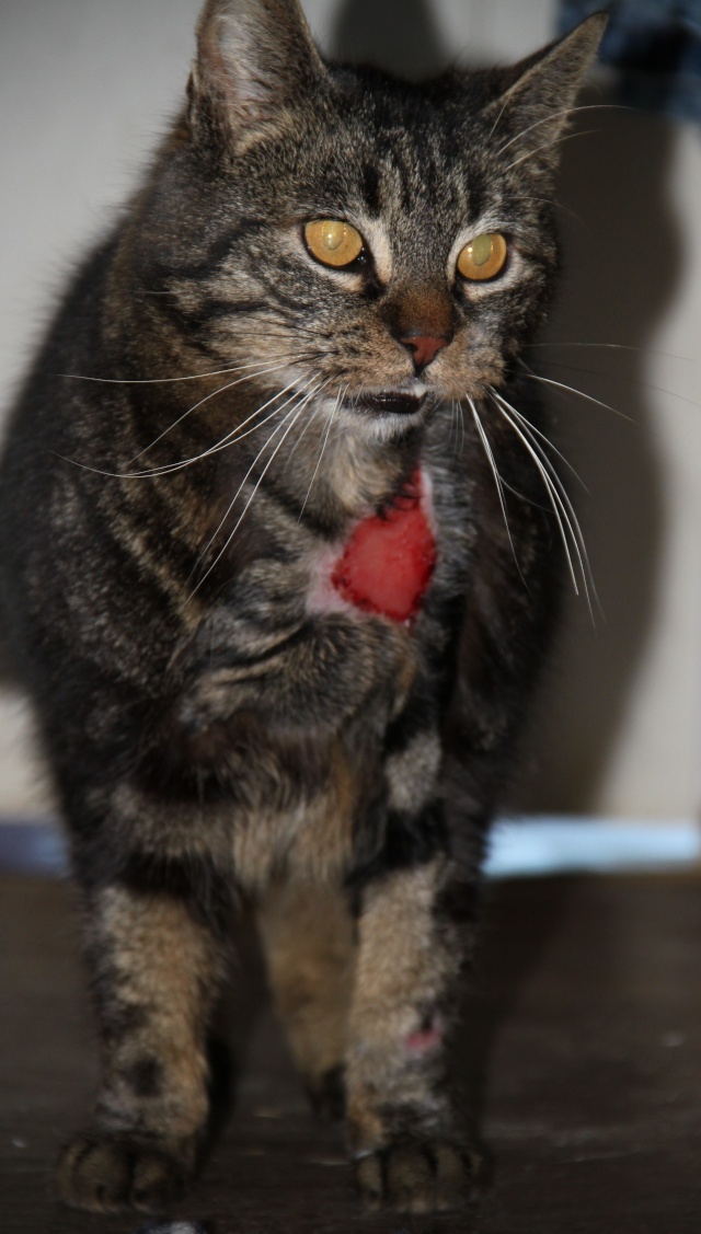 STITCH, européen brun tabby, 3 ans, M Img_1211