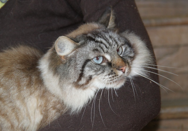 SAPHIRA, européenne silver tabby point, 7 ans, F Img_1339