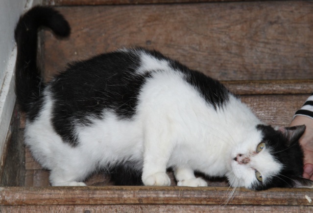 LEONIA, européenne noire et blanche, 2 ans, F Img_1527