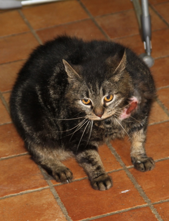 STITCH, européen brun tabby, 3 ans, M Img_1711