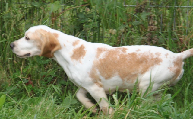 DOUNIA, beagle, 5 ans- F Img_1733
