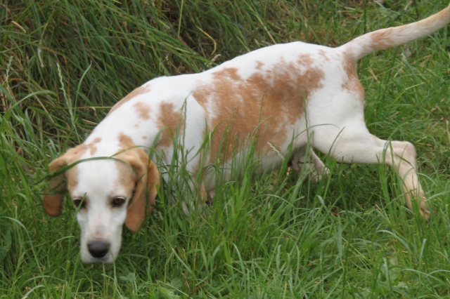 DOUNIA, beagle, 5 ans- F Img_1734