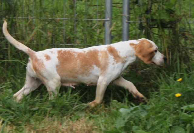 DOUNIA, beagle, 5 ans- F Img_1735