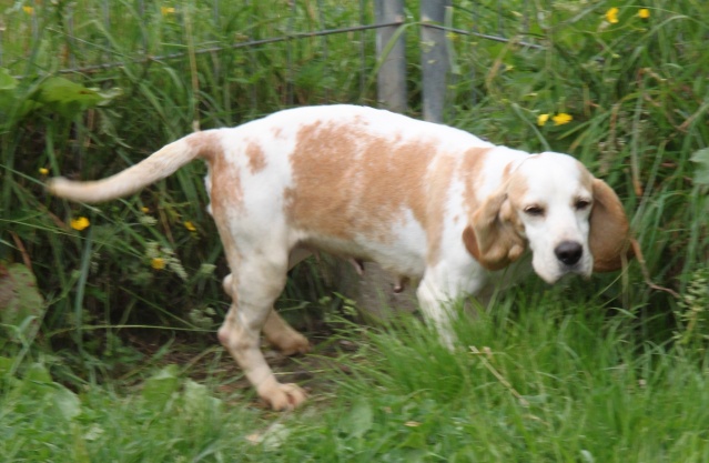 DOUNIA, beagle, 5 ans- F Img_1737