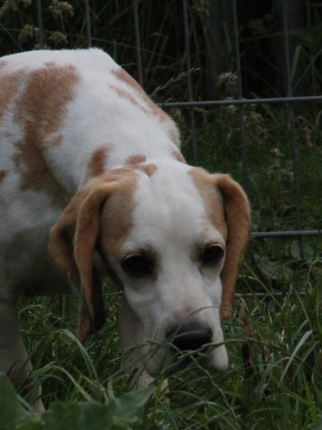 DOUNIA, beagle, 5 ans- F Img_1738