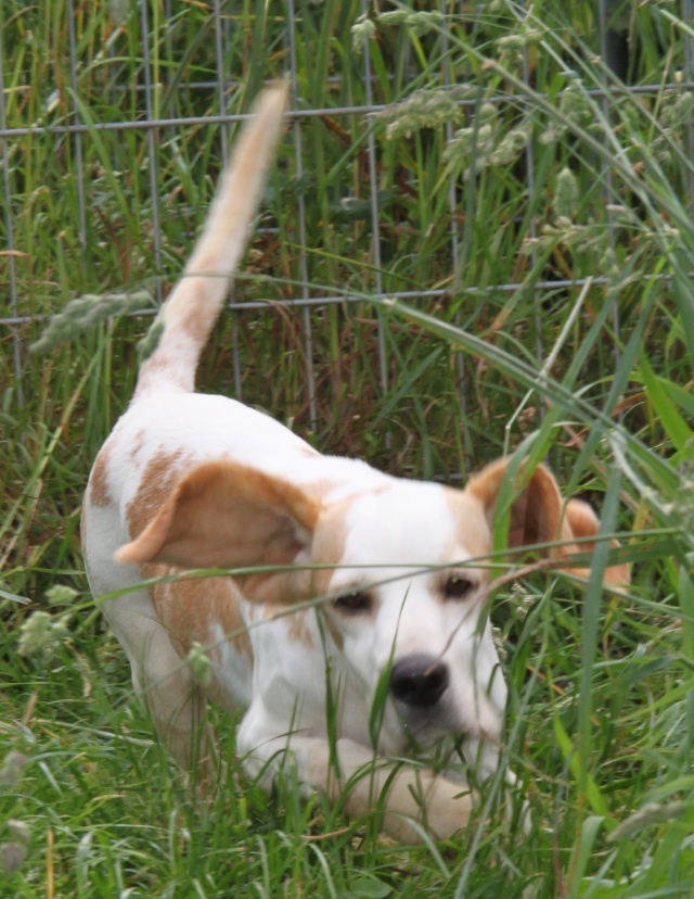 DOUNIA, beagle, 5 ans- F Img_1739