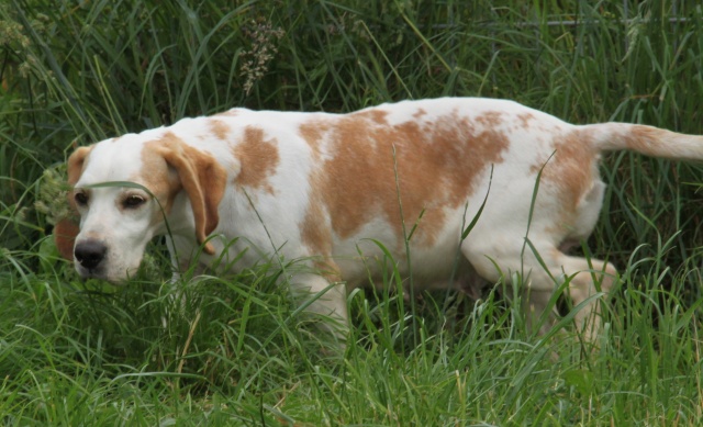 DOUNIA, beagle, 5 ans- F Img_1742