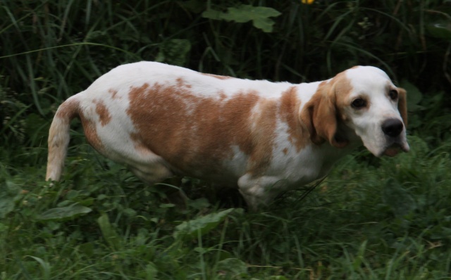 DOUNIA, beagle, 5 ans- F Img_1743