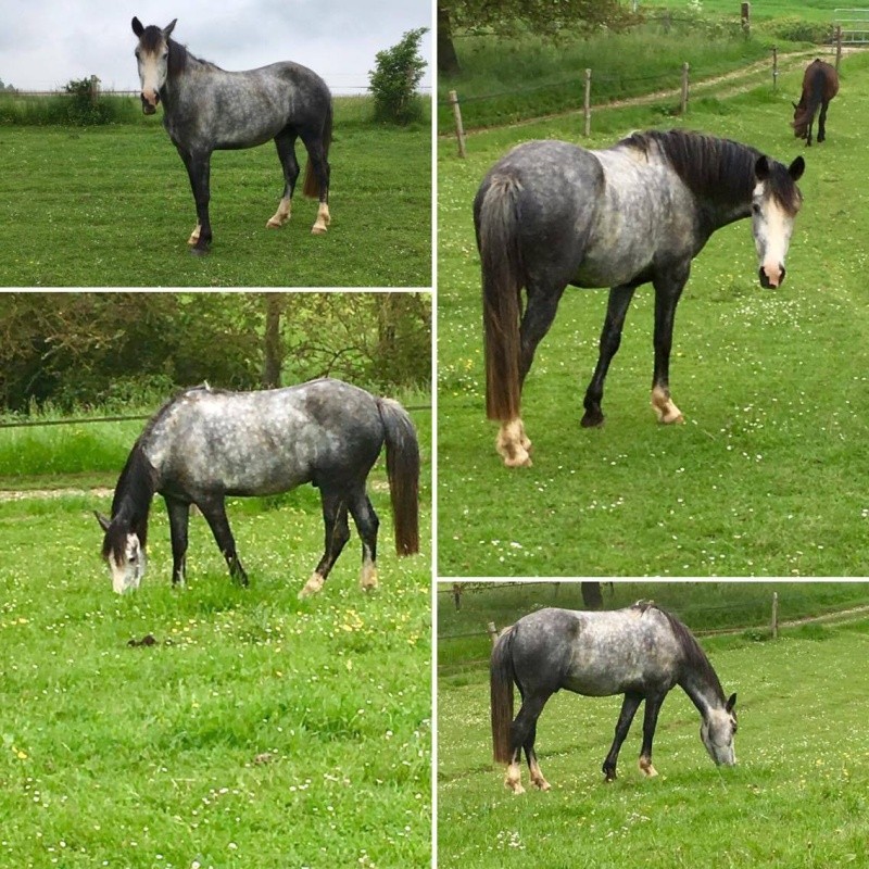 (Dept 15) Lucky (ex Beny), SF x Apaloosa et Camille (Oléron) (Déc 2011) - Page 7 13313410