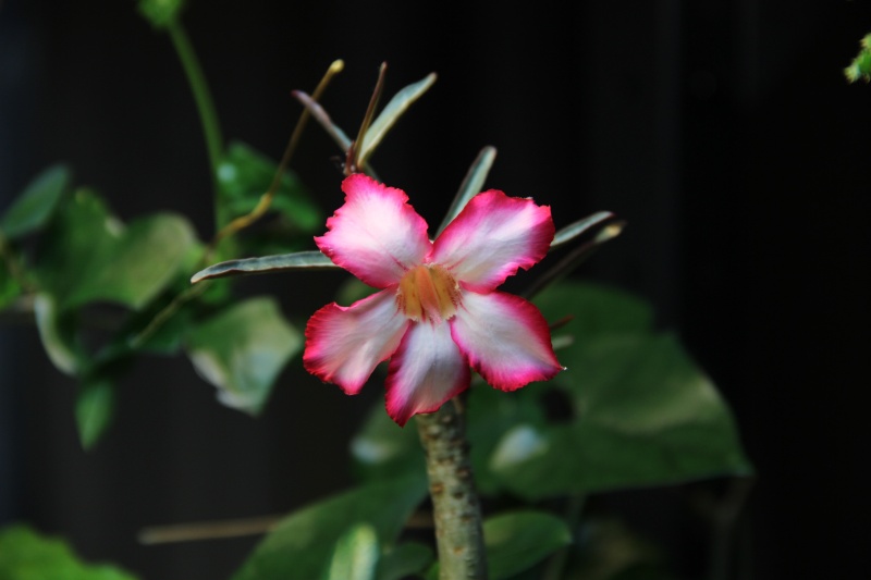 Adenium Sp. nova (Tanzania)