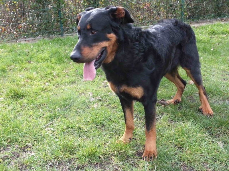 Jéry mâle beauceron né en juin 2014 410