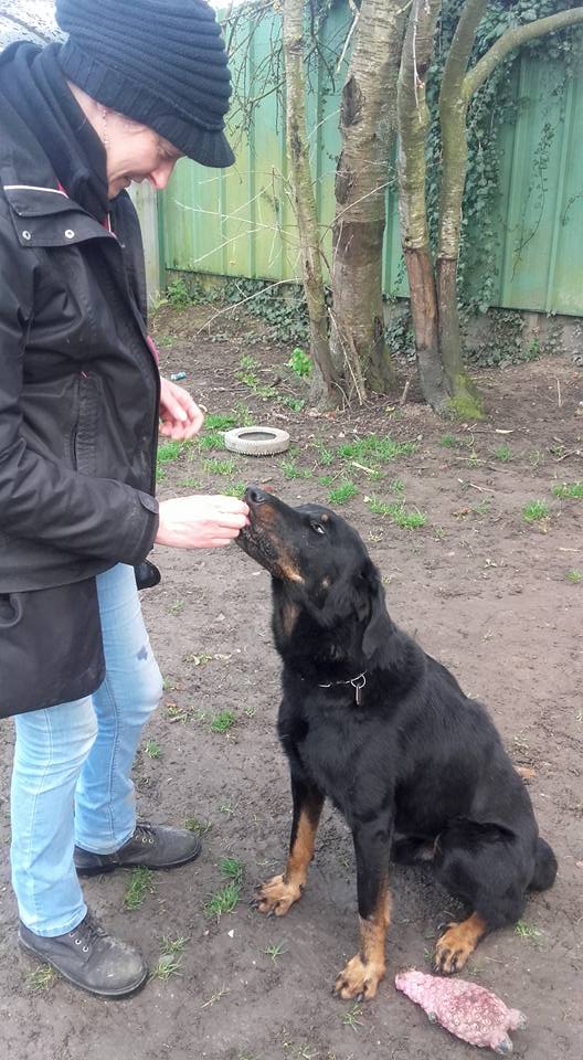 Eros beauceron mâle né en 2009 Eros110