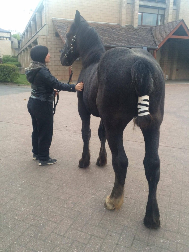 (Dept 87) FALCO DES FONTS - Percheron PP - Sauvé par Amandine_Framboise (Décembre 2015) - Page 9 Liyge510