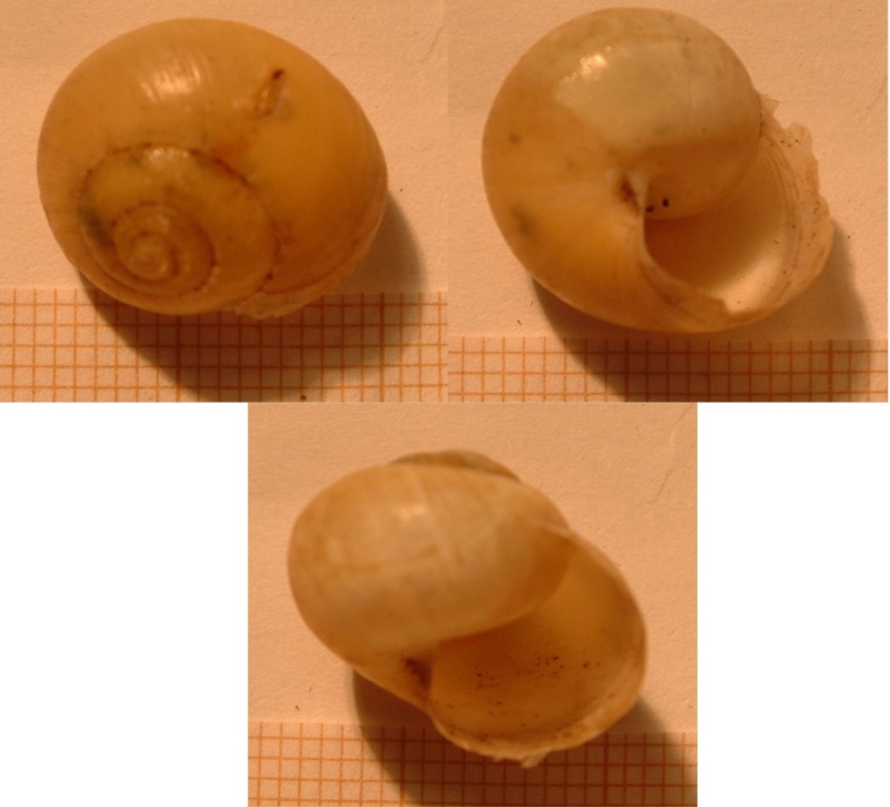 Cepaea sp.  Austri10