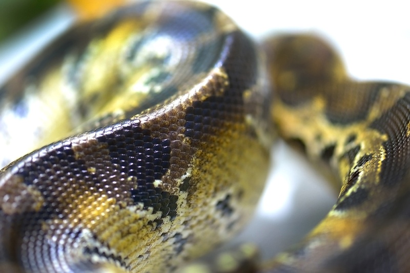 Python Curtus Yellow head Python24