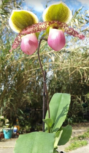 Paphiopedilum Pinocchio Paphio12