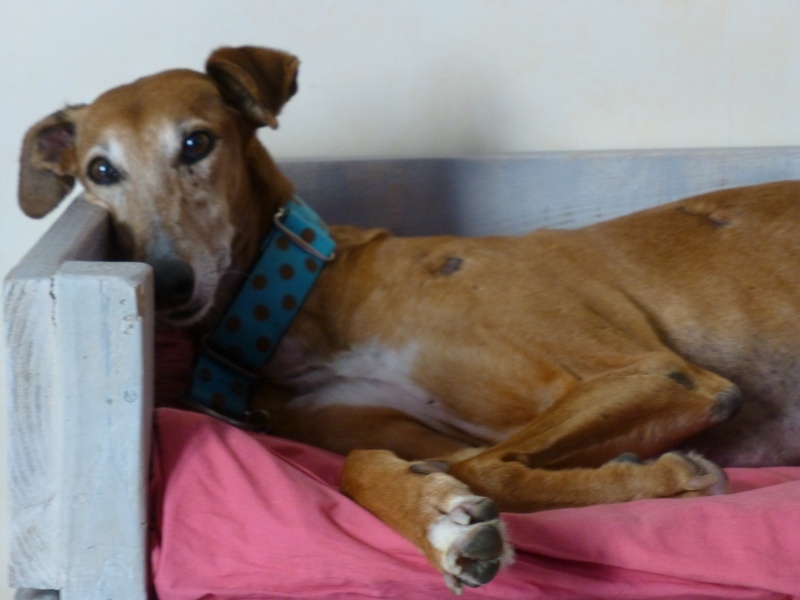 Kika galga 7 ans 1/2 marron  Scooby France  Adoptée  - Page 5 P1040314