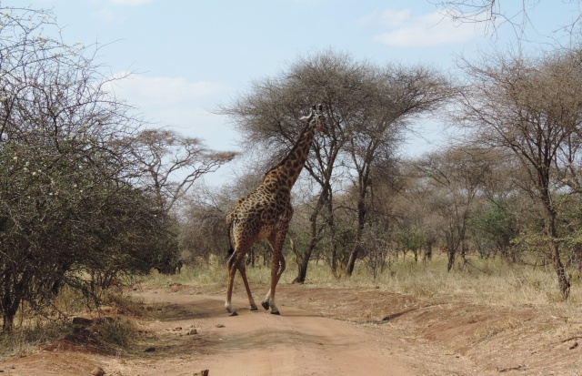 Afrique de l'Est en automne 2015 Dscn4114