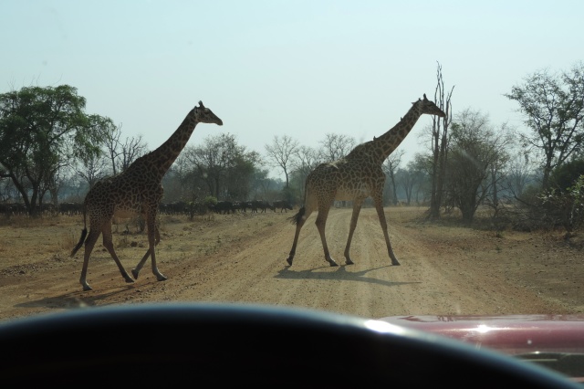 Afrique de l'Est en automne 2015 Dscn4117