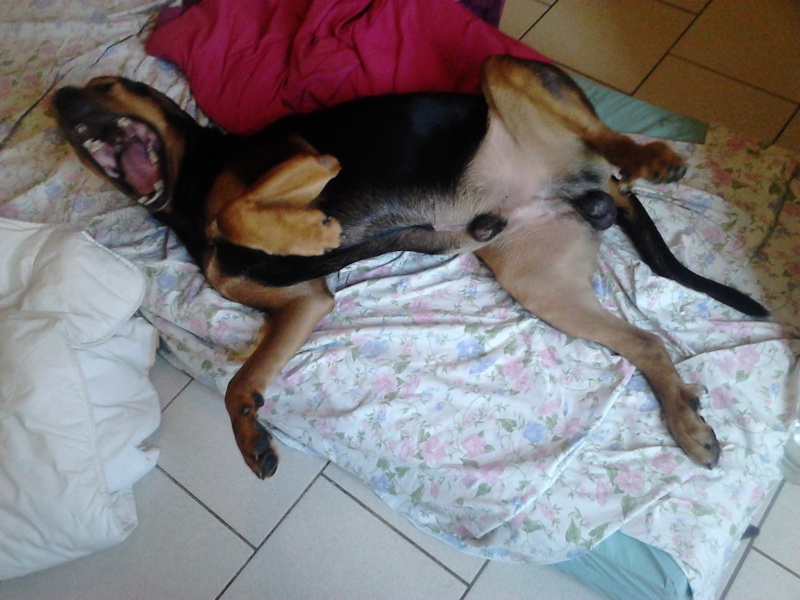 dur dur d"etre un chien Dsc_0211