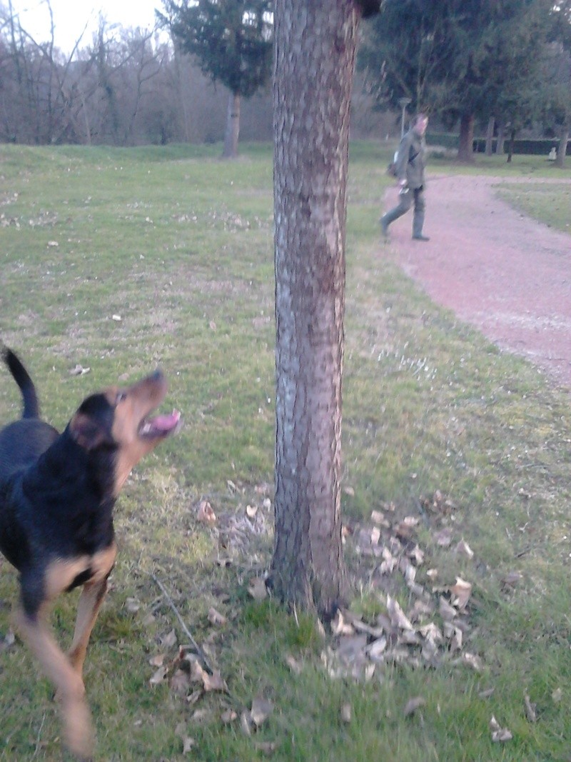 dur dur d"etre un chien Dsc_0216