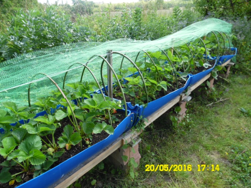 bac de culture pour fraise ou legume Sam_0531