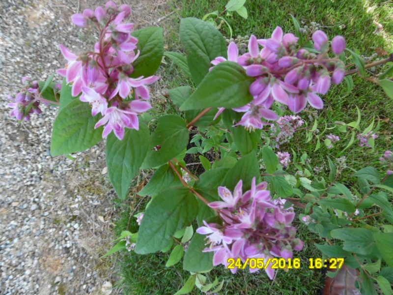 Deutzia........et si nous en parlions !!!! - Page 3 Sam_0567