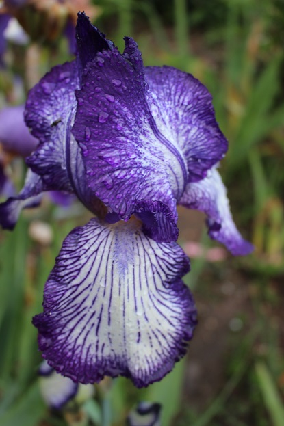 Floraisons 2016 de nos grands iris barbus et Bilan - Page 4 Art_de10