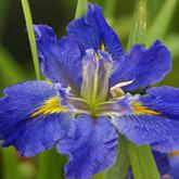 Iris louisiana - iris de Louisiane - une collection Dqdq10